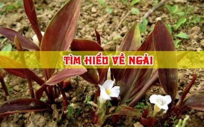 Tìm Hiểu Về Ngải