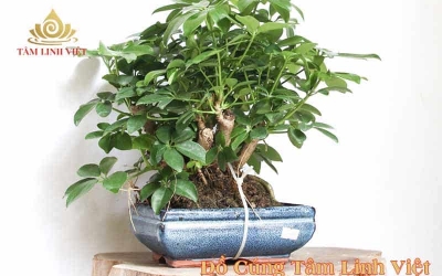 5 vật phẩm phong thủy nhà ở bạn phải biết
