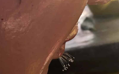 Hoa Ưu Đàm, Ý Nghĩa Và Hướng Dẫn Cách Nhận Biết